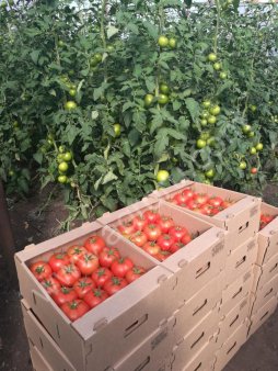 Тепличные томаты от производителя