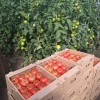 Тепличные томаты от производителя