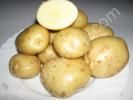 Каротофель