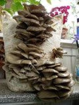 Грибные блоки,мицелий вешенки