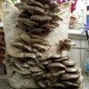 Грибные блоки,мицелий вешенки