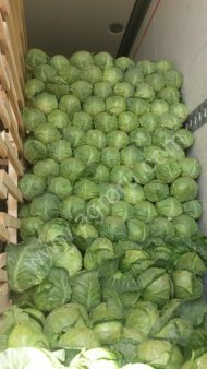 Молодая белокачанная капуста, 2017 год