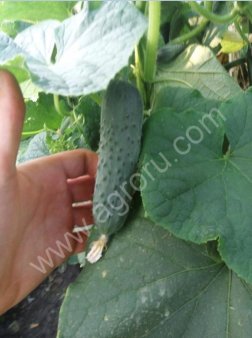 Огурцы тепличные