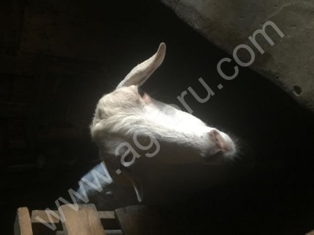 Козы Молочные