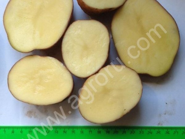 Картофель продовольственный