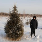 Саженцы ели сибирской