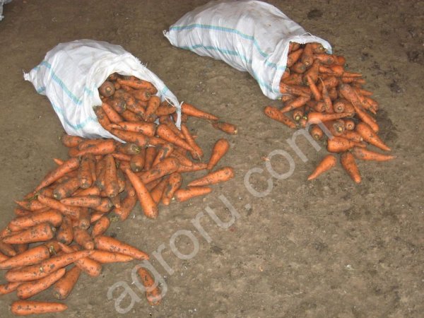 Морковь столовая. Гибрид Абако F1 от производителя