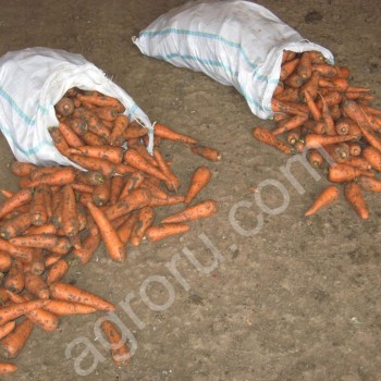 <span>морковь</span> столовая гибрид абако f1 от производителя