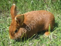 Новозеландские Красные Кролики и крольчата
