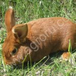 Новозеландские Красные Кролики и крольчата