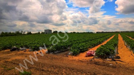 Клубника оптом от фермера