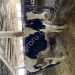 Племенные нетели холмогорской породы