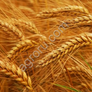 пшеницу