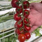 Томат тепличный Черри