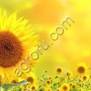 Гибриды семена подсолнечника ЛГ 50559, ЛГ 50529 (Лимагрейн, Limagrain) (Express)