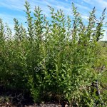 Кизильник блестящий