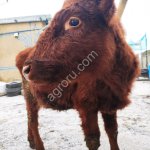 Корова телка