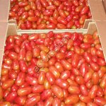 Черри томат, Томат на ветке