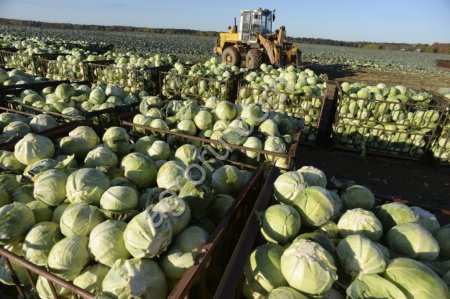 Краткий обзор рынка овощей