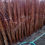 Яблоня по сортам