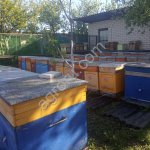 Пчелопакеты