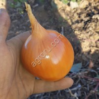 Лук репчатый Каратальский