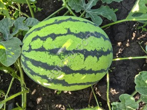 Арбуз Бедуин