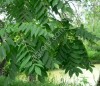 Cемена маньчжурского ореха (seed Juglans mandshurica)