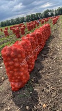 Лук от фермера