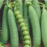 Горох овощной Кудесник-2