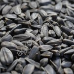 Подсолнечник