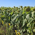 Семена сорта подсолнечника Казачий