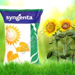 Гибриды семена подсолнечника СИ Розета Clearfield Сингента (Syngenta)