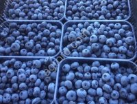 Клубника, Малина, Голубика под ключ.