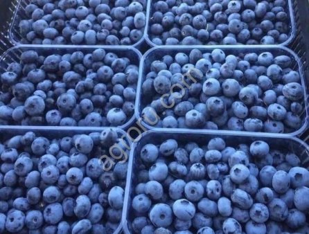 Клубника, Малина, Голубика под ключ.