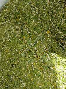 Донник желтый