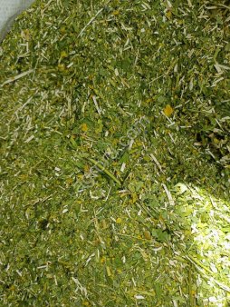 Донник желтый