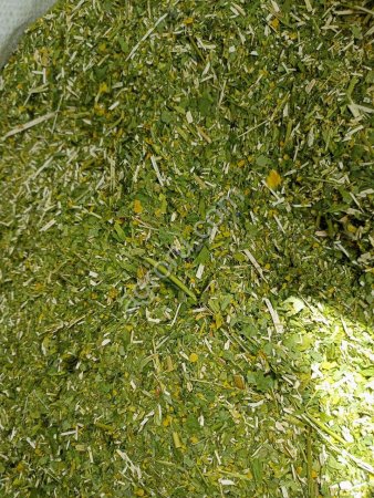 Донник желтый