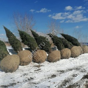 Деревья крупномеры сосна ель обыкновенная саженцы