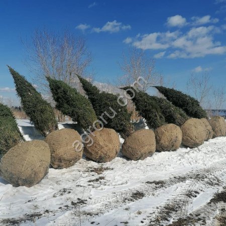 Деревья крупномеры сосна ель обыкновенная саженцы