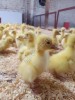 Суточные и подрощенные гусята Линда