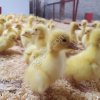 Суточные и подрощенные гусята Линда