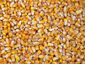 Кукуруза продовольственная
