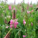 Эспарцет, Алтайский, РС1