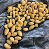 Картофель свежий урожай