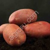 Семенной картофель