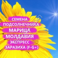 ГИБРИДЫ СЕМЕНА ПОДСОЛНЕЧНИКА МАРИЦА (МОЛДАВИЯ) (ЭКСПРЕСС, ЗАРАЗИХА F-G+)
