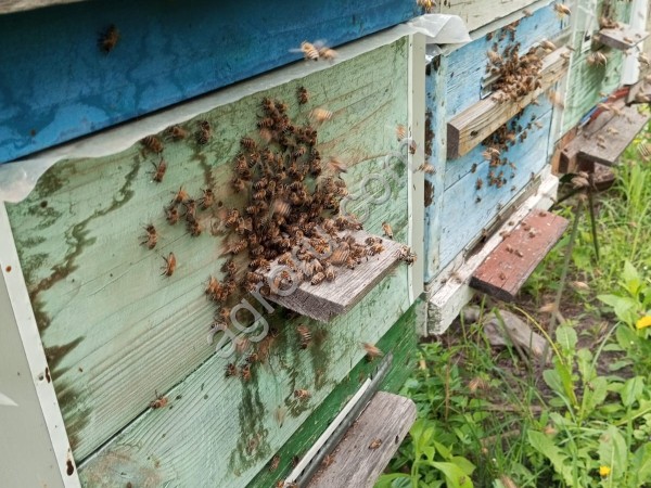 Пчелы, пчелопакеты в Курской области