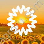 Подсолнечник