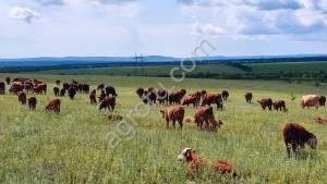стадо КРС герефордской породы